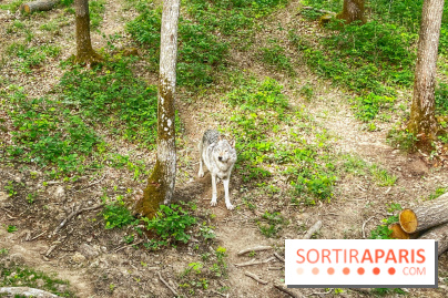 La Forêt des Loups - IMG 2103