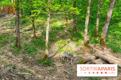 La Forêt des Loups - IMG 2106