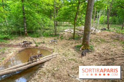 La Forêt des Loups