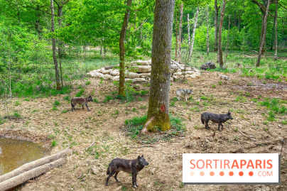 La Forêt des Loups