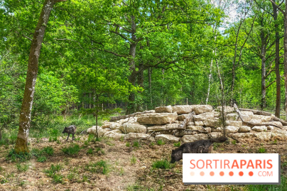 La Forêt des Loups - IMG 2114