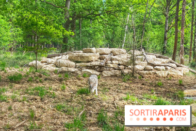 La Forêt des Loups - IMG 2121