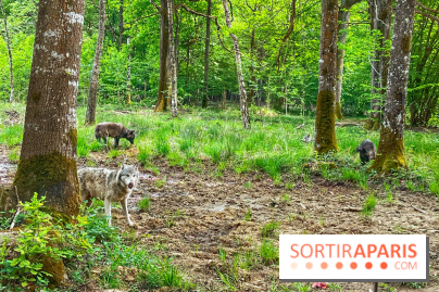 La Forêt des Loups - IMG 2127