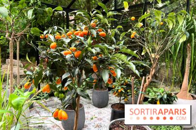 Villa9Trois - Orangerie