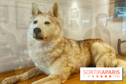 Collection dédié aux chiens - IMG 2309