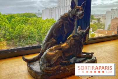 Collection dédié aux chiens - IMG 2317