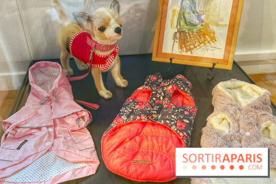 Collection dédié aux chiens