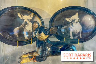 Collection dédié aux chiens