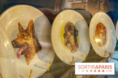 Collection dédié aux chiens