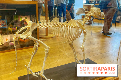 Collection dédié aux chiens - IMG 2324