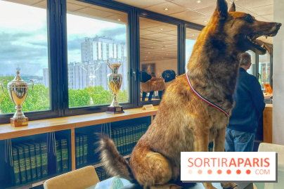 Collection dédié aux chiens - IMG 2325