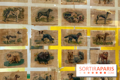 Collection dédié aux chiens