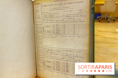 Collection dédié aux chiens - IMG 2328