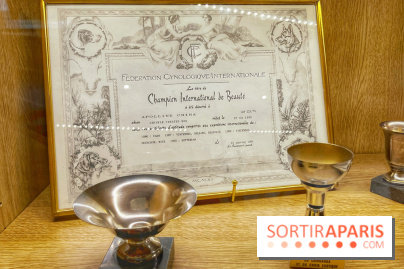 Collection dédié aux chiens - IMG 2329