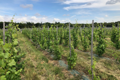 1ère fête de la fleur de vigne au Domaine viticole de Paris Gravelle : samedi 14 et dimanche 15 juin 2025