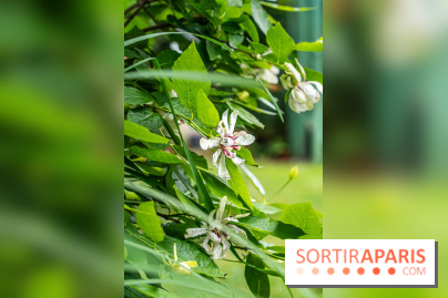 Les Jardins de Juliette à Elancourt  -  A7C5408