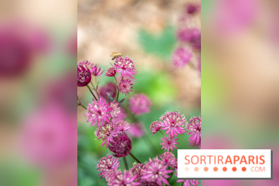 Le Jardin des Aubépines a Auffargis  - A7C01452