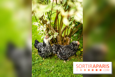 Le Jardin des Aubépines a Auffargis  - A7C01407