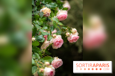 Le Jardin des Aubépines a Auffargis  - A7C01409