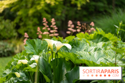 Le Jardin des Aubépines a Auffargis  - A7C01439