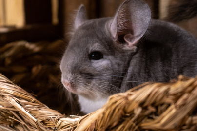 Le Monde de Noé : L’expérience immersive sur le monde animal 