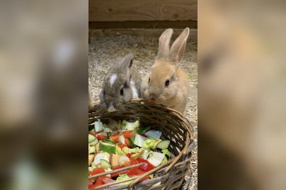 Le Monde de Noé : L’expérience immersive sur le monde animal 