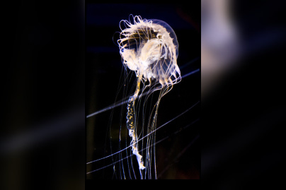 Disco Méduses à l'Aquarium Sea Life