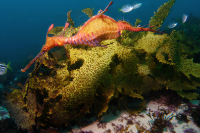 Disco Méduses à l'Aquarium Sea Life