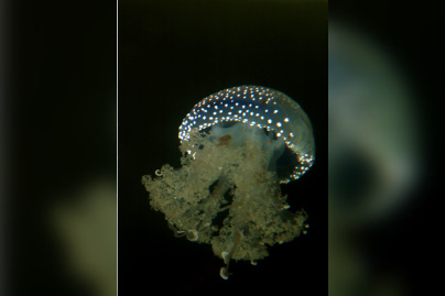 Disco Méduses à l'Aquarium Sea Life