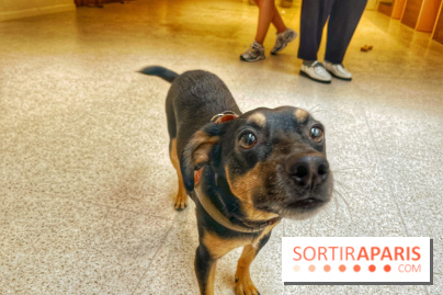 The Dogry - IMG 3578