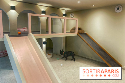 The Dogry - IMG 3590