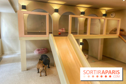 The Dogry - IMG 3591