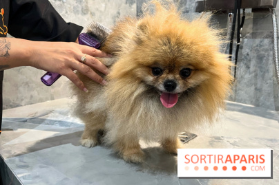 Patapwouf, le spot cani-friendly de Saint-Ouen - nos photos - 7E06A617 242A 4D26 AE25 EDA883B0FF2D