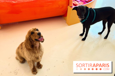 Patapwouf, le spot cani-friendly de Saint-Ouen - nos photos - 15DA47E1 DB3C 4EE8 8C5B F80751C23DB2