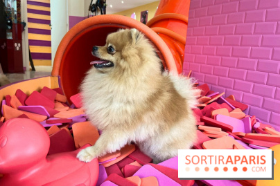 Patapwouf, le spot cani-friendly de Saint-Ouen - nos photos - AE8ADCA5 E843 42AC 8738 07BD7F10921B