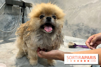 Patapwouf, le spot cani-friendly de Saint-Ouen - nos photos - F0F099CA D4D5 4057 8F22 EA80E51F0193