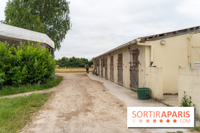 Balade en chevaux Henson en forêt de Fontainebleau  - A7C02826