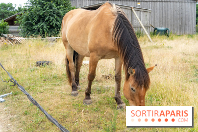 Balade en chevaux Henson en forêt de Fontainebleau  - A7C02828