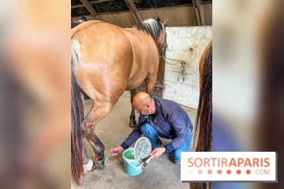 Balade en chevaux Henson en forêt de Fontainebleau  - IMG 1999