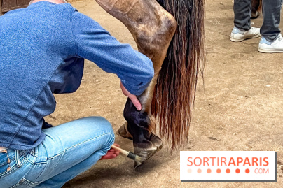 Balade en chevaux Henson en forêt de Fontainebleau  - IMG 2009