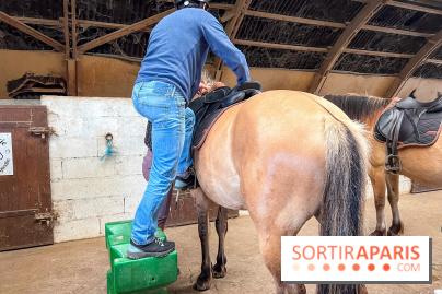 Balade en chevaux Henson en forêt de Fontainebleau