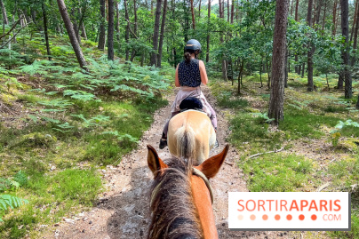 Balade en chevaux Henson en forêt de Fontainebleau
