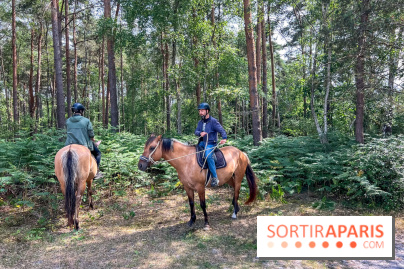 Balade en chevaux Henson en forêt de Fontainebleau