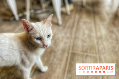 Chat-Rivari Café