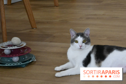 Koneko Work : le café coworking pour travailler en compagnie des chats - DSC 4717(1) Fotor