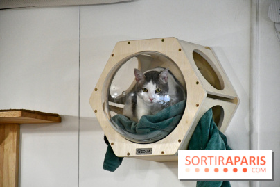 Koneko Work : le café coworking pour travailler en compagnie des chats - DSC 5237