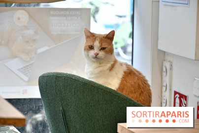 Koneko Work : le café coworking pour travailler en compagnie des chats - DSC 5238
