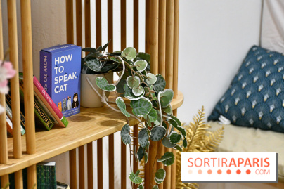 Koneko Work : le café coworking pour travailler en compagnie des chats - DSC 5244