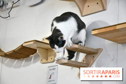 Koneko Work : le café coworking pour travailler en compagnie des chats - DSC 5262