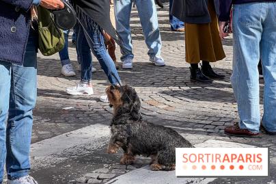 La Marche des animaux à Paris : défilé gratuit, ouvert aux chiens, chats ... sur les Champs-Élysées